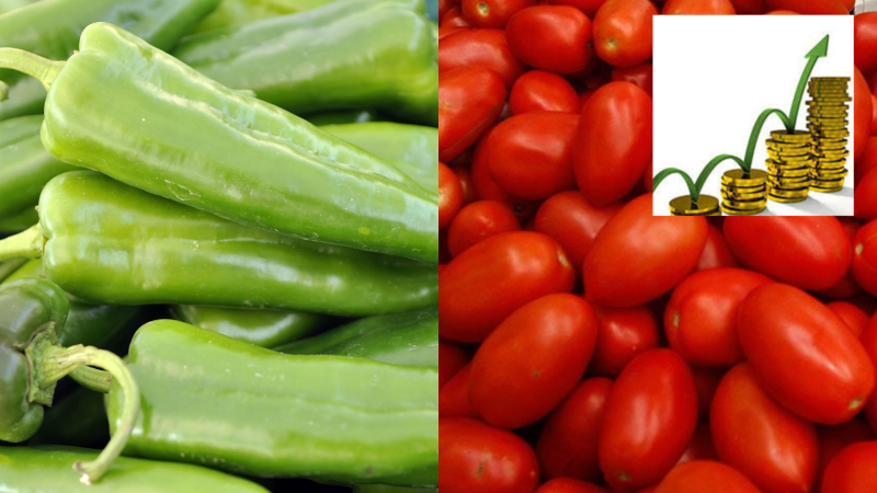 Aumentan precios de tomate y chile en Sonora por baja en la producción