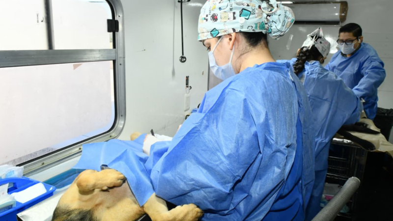 Anuncian jornadas gratuitas de esterilización para mascotas durante la primera semana de junio en Hermosillo