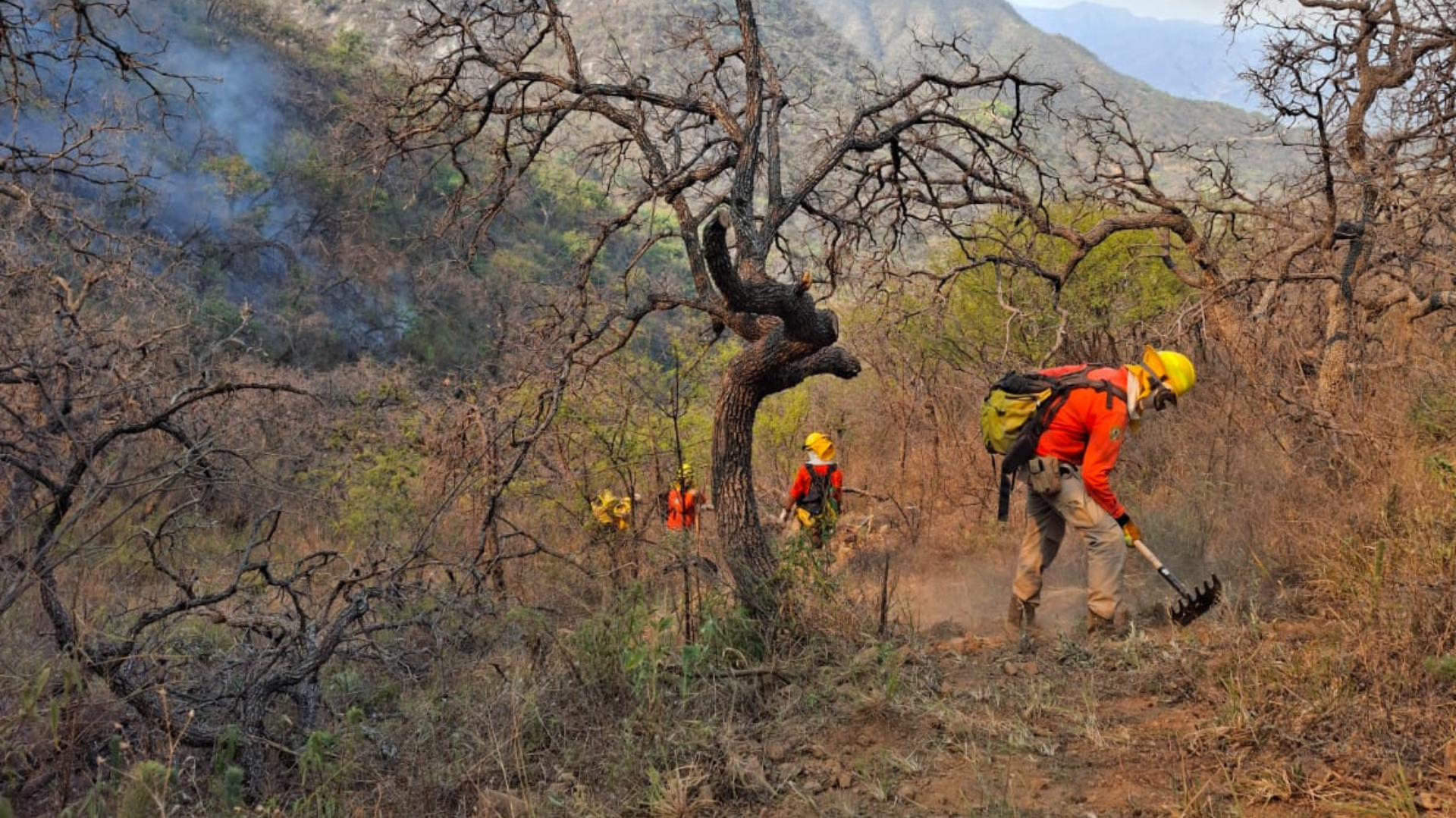 Más de 100 brigadistas participan en el combate al incendio forestal en Tarachi